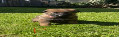 German Shepherd 2 pink collar