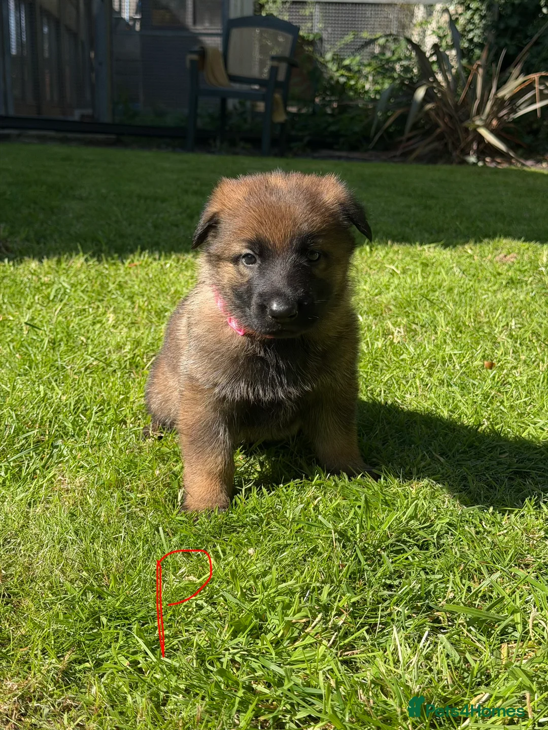 German Shepherd dogs for sale: GSD pups - Advert 22