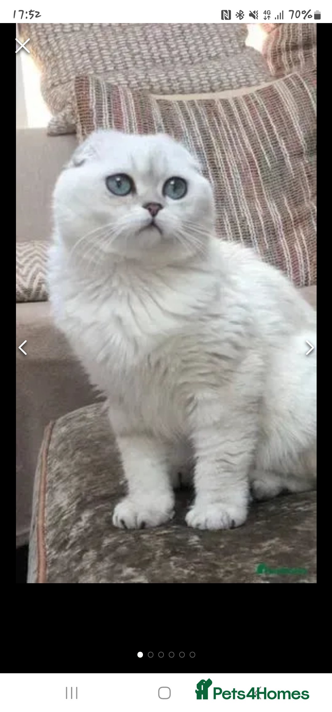 Scottish Fold cats for sale: Stunning scottish folds - Advert 12