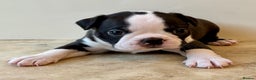 Boston Terrier dogs for sale: Boston Terriers for sale - Advert 8