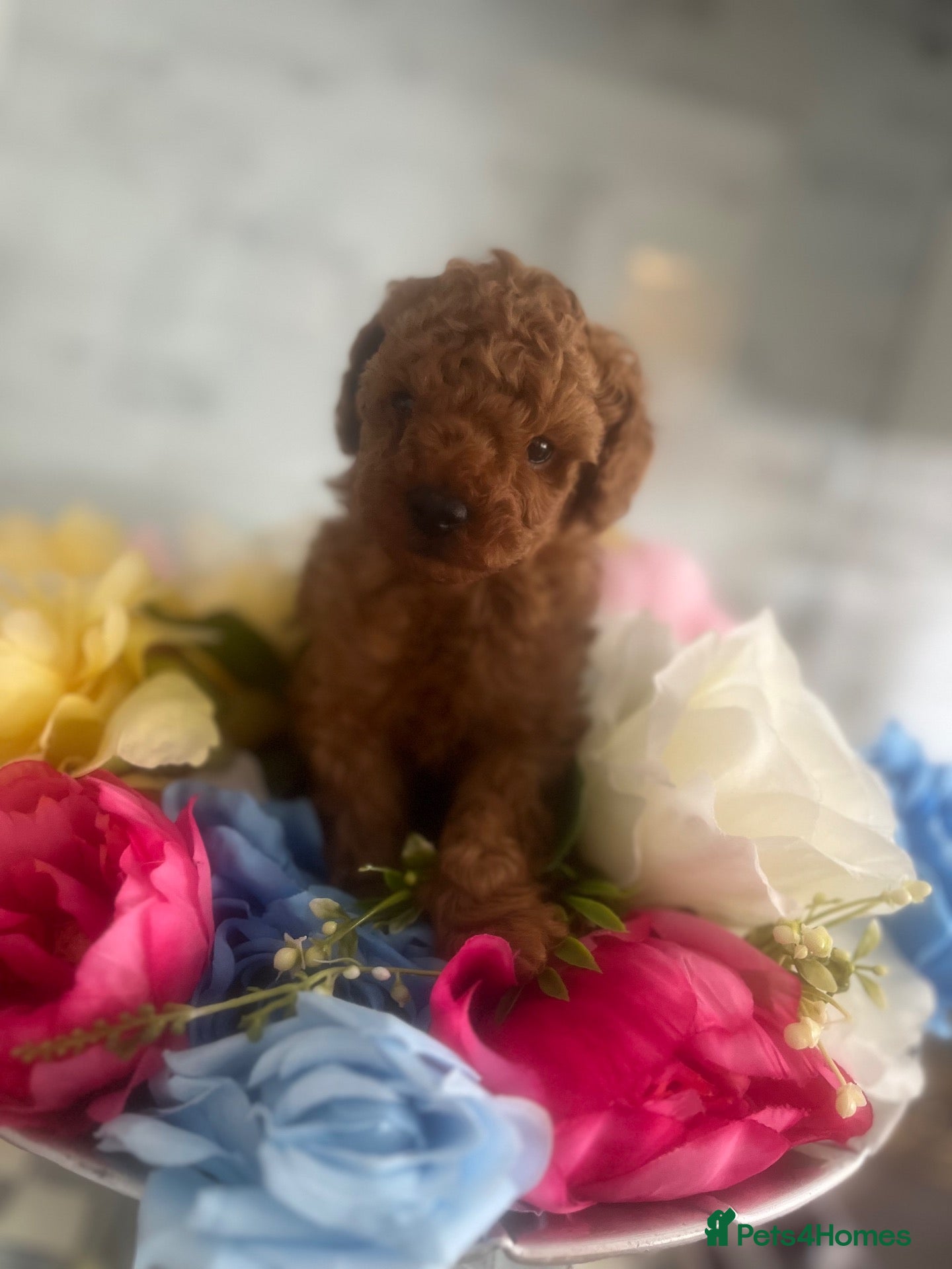 Toy Poodle dogs for sale: KC Toy poodle puppy PRA clear ready 31st October! - Advert 1