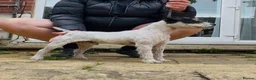 Jack Russell dogs for stud: Jack Russell Stud Dog  - Advert 6