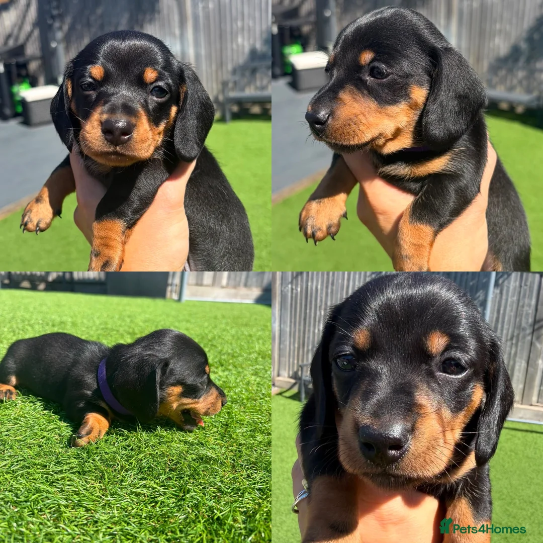 Miniature Dachshund dogs for sale: 3 beautiful Black and Tan miniature dachshunds 🐾 - Advert 2