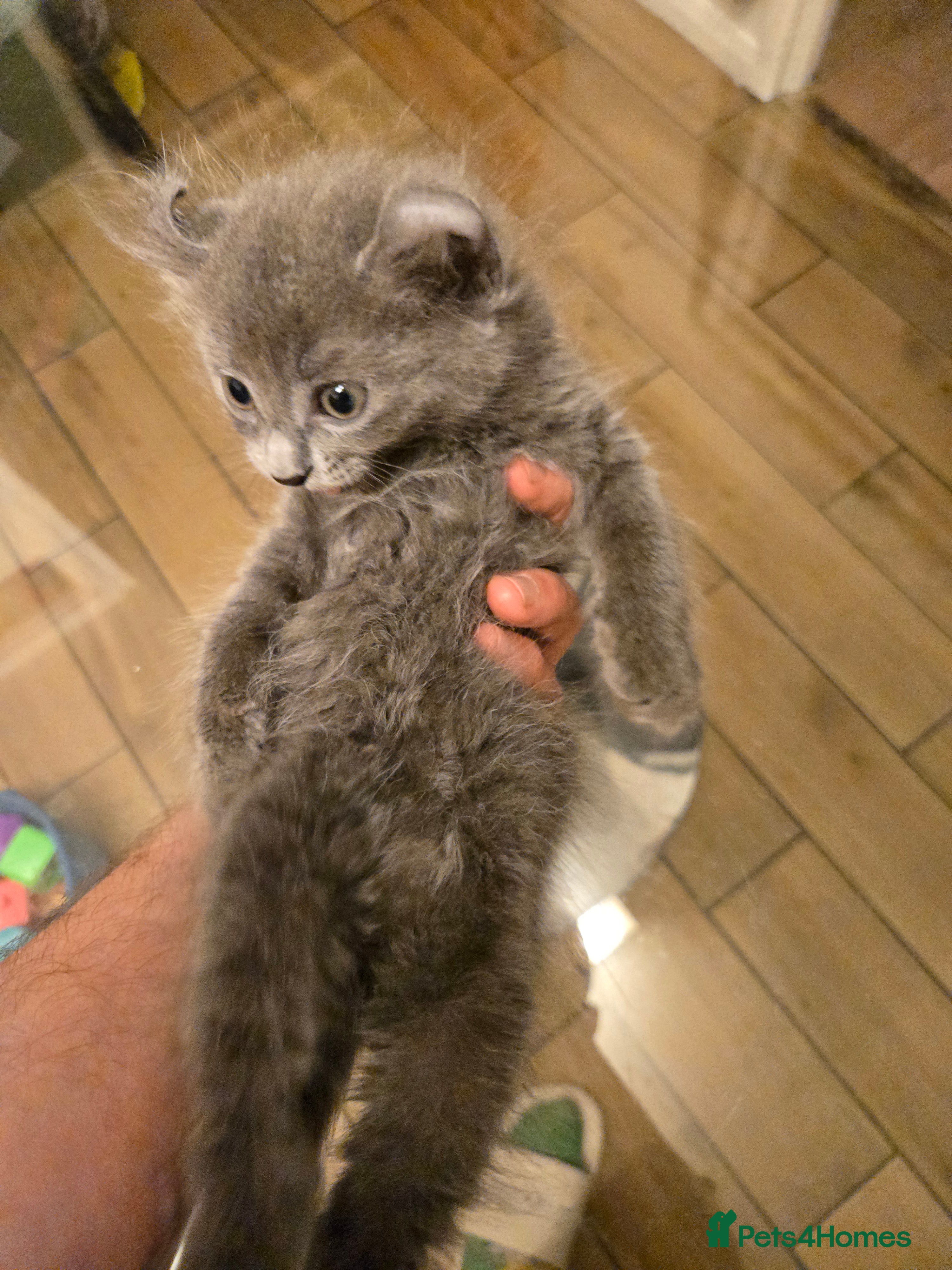 American Curl cats Rare American Curl‑Type Grey Kitten –  Ready Now  - Advert 4
