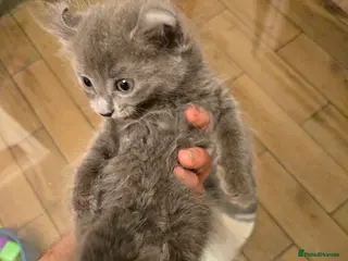 American Curl cats Rare American Curl‑Type Grey Kitten – Ready Now - Advert 3