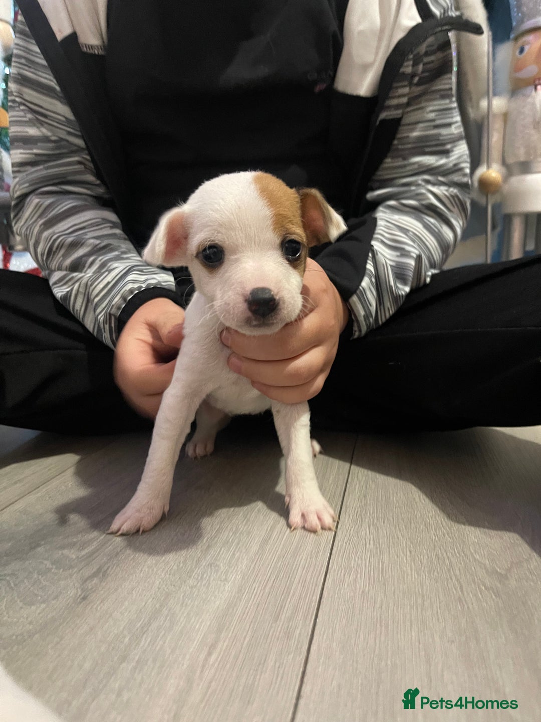 Jack Russell dogs for sale: READY NOW! OutstandingJack Russell puppies - Advert 15