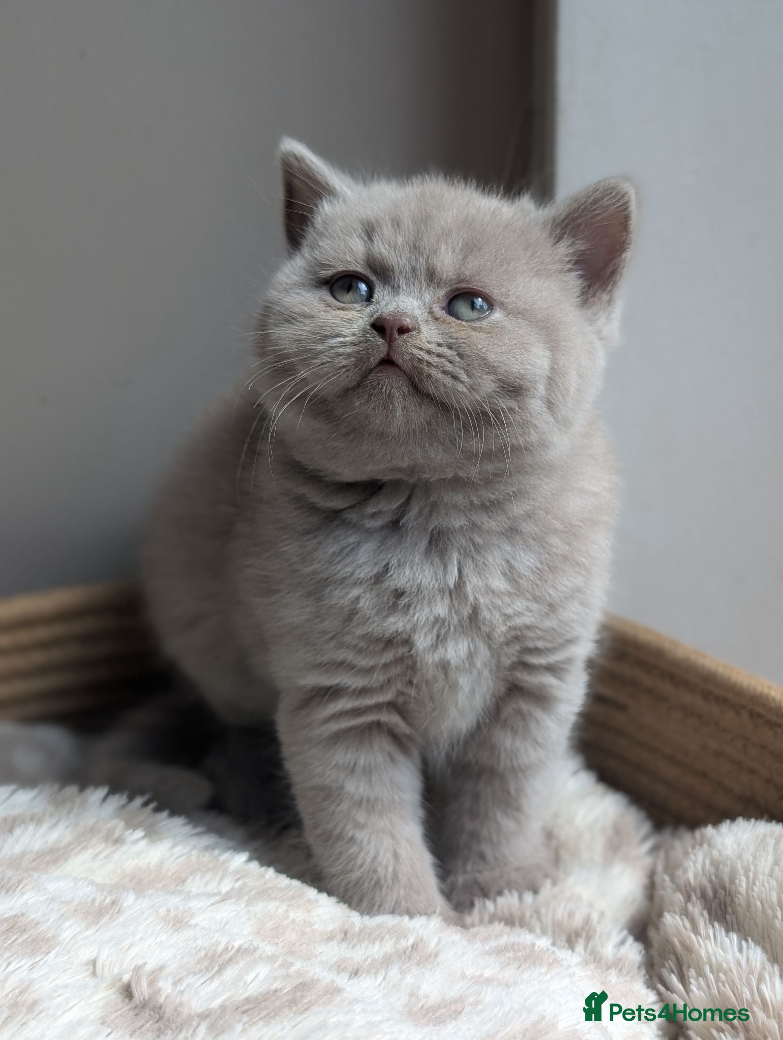 British Shorthair cats GCCF British Shorthair kittens  - Advert 2