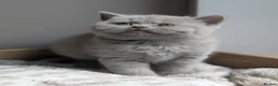 British Shorthair cats for sale: GCCF British Shorthair kittens  - Advert 1