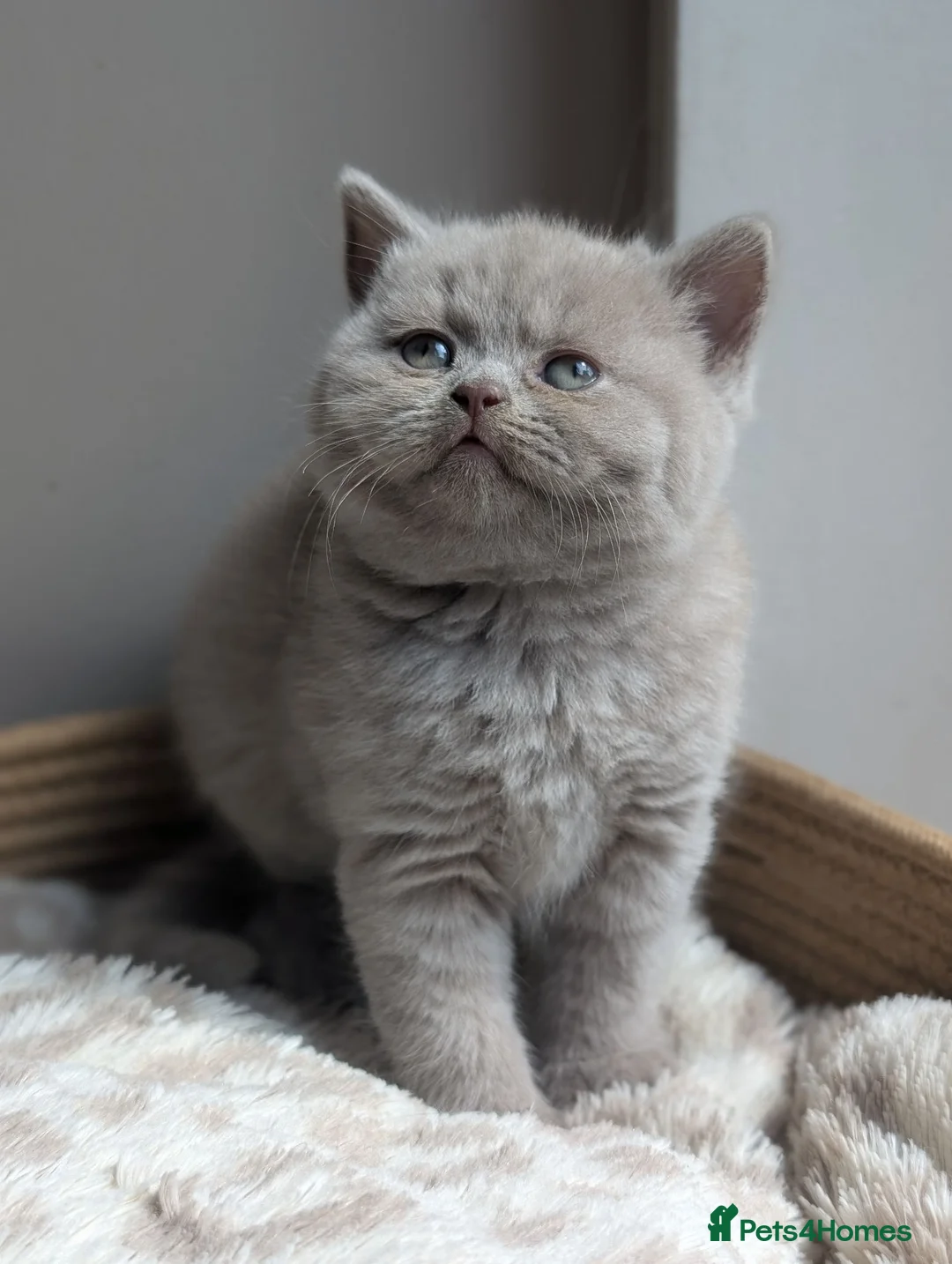 British Shorthair cats for sale: GCCF British Shorthair kittens  - Advert 1