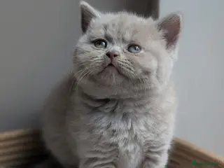 British Shorthair cats GCCF British Shorthair kittens - Advert 2