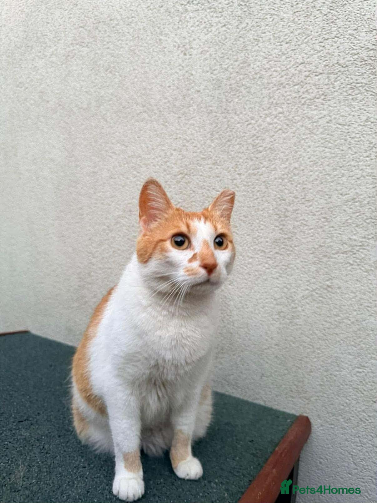 Mixed Breed cats Mara - Norwich Norfolk  - Advert 17