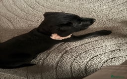 Mixed Breed dogs for sale: Black lab mix  - Image 4
