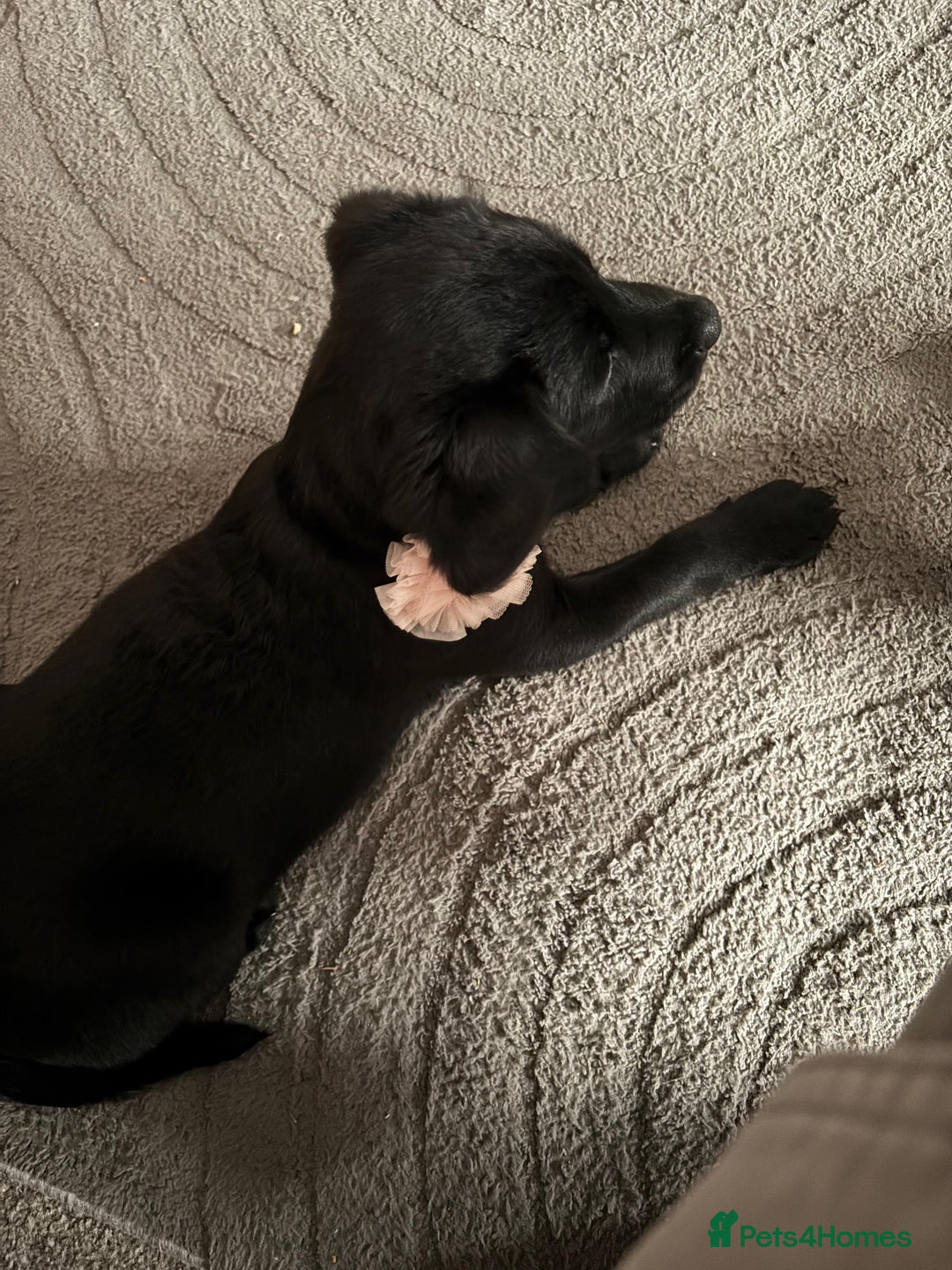 Mixed Breed dogs for sale: Black lab mix  - Image 4