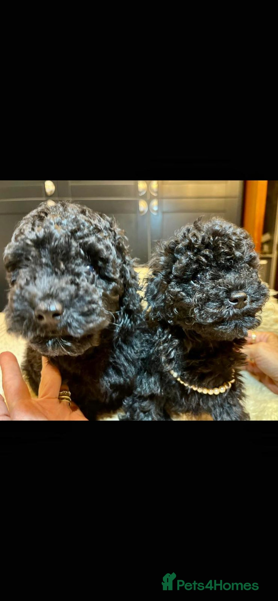Toy Poodle dogs for sale: Quality pups from health tested parent's  - Image 16
