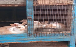 Mixed Breed rabbits for sale: Rabbit  - Image 1