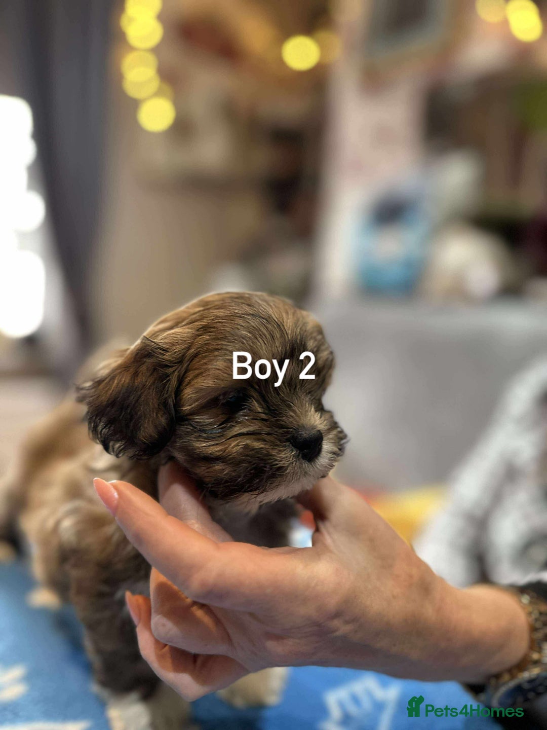 Lhasa Apso dogs for sale: Amazing Lhasa Apso pups - Image 19