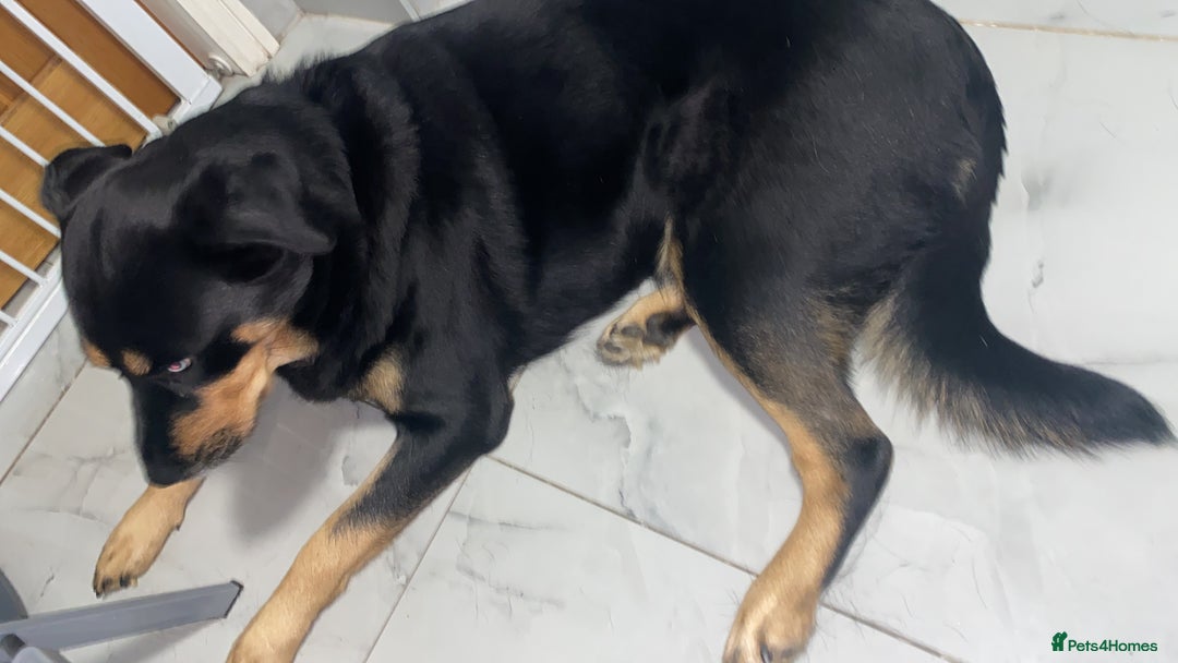 Mixed Breed dogs for sale: Blaze - Advert 5