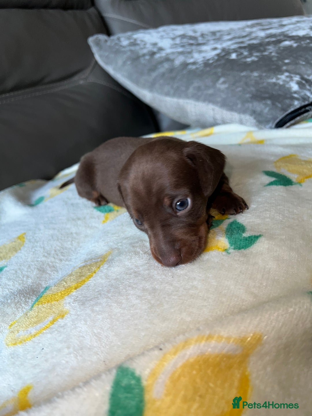 Miniature Dachshund dogs for sale: Blue eyed miniature dachshund puppies - Image 10