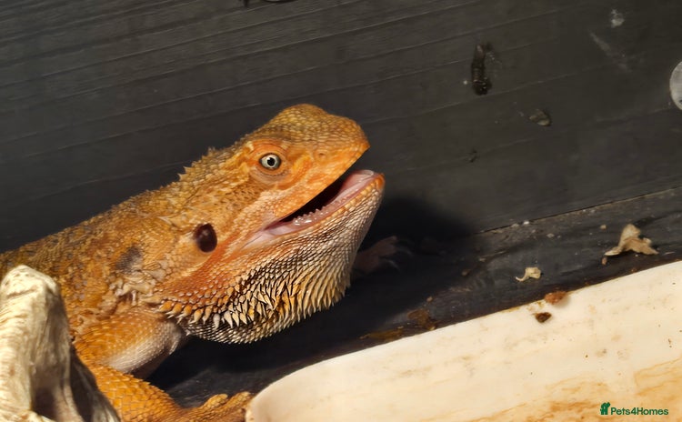Bearded Dragon reptiles - Advert 2