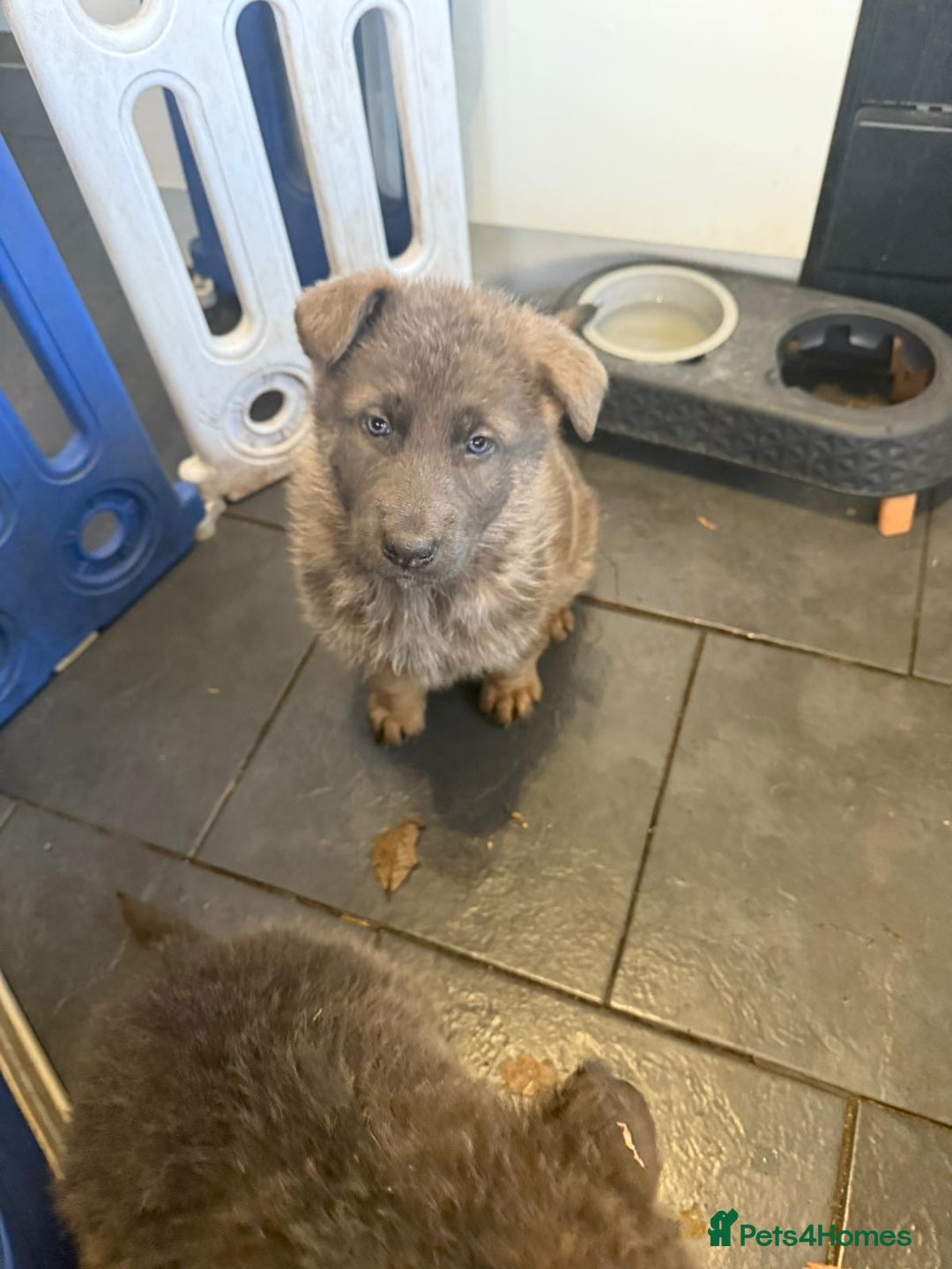 German Shepherd dogs for sale: German shepherd puppies - Advert 9