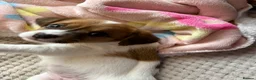 Mixed Breed dogs for sale: Litter of 5 pretty Jackapoo puppies in Bolton - Advert 3