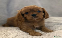 Cavalier King Charles Spaniel dogs for sale: KC REG, HEART, EYE AND DNA TESTED PARENTS - Image 16