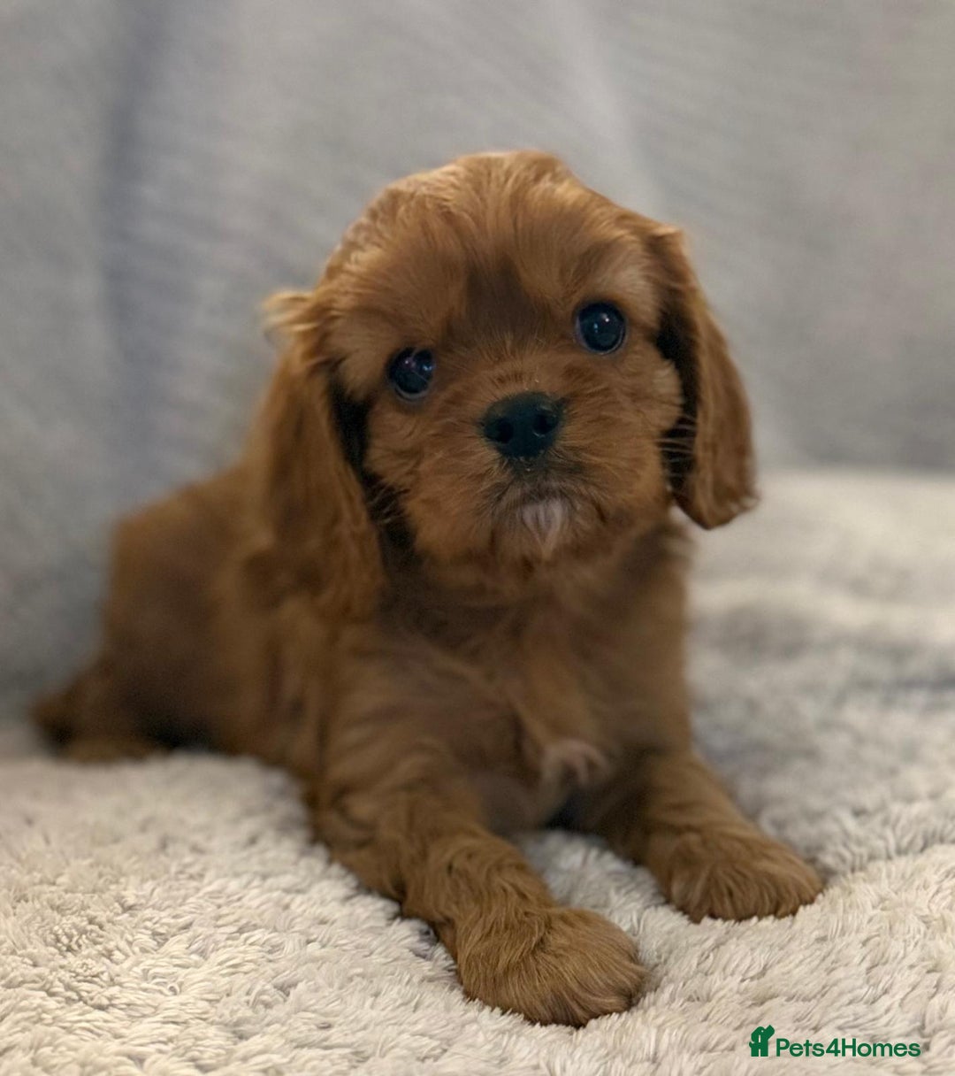 Cavalier King Charles Spaniel dogs for sale: KC REG, HEART, EYE AND DNA TESTED PARENTS - Image 16