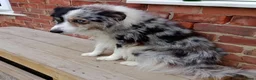 Border Collie dogs for sale: BORDER COLLIE PUPS in Durham - Advert 2