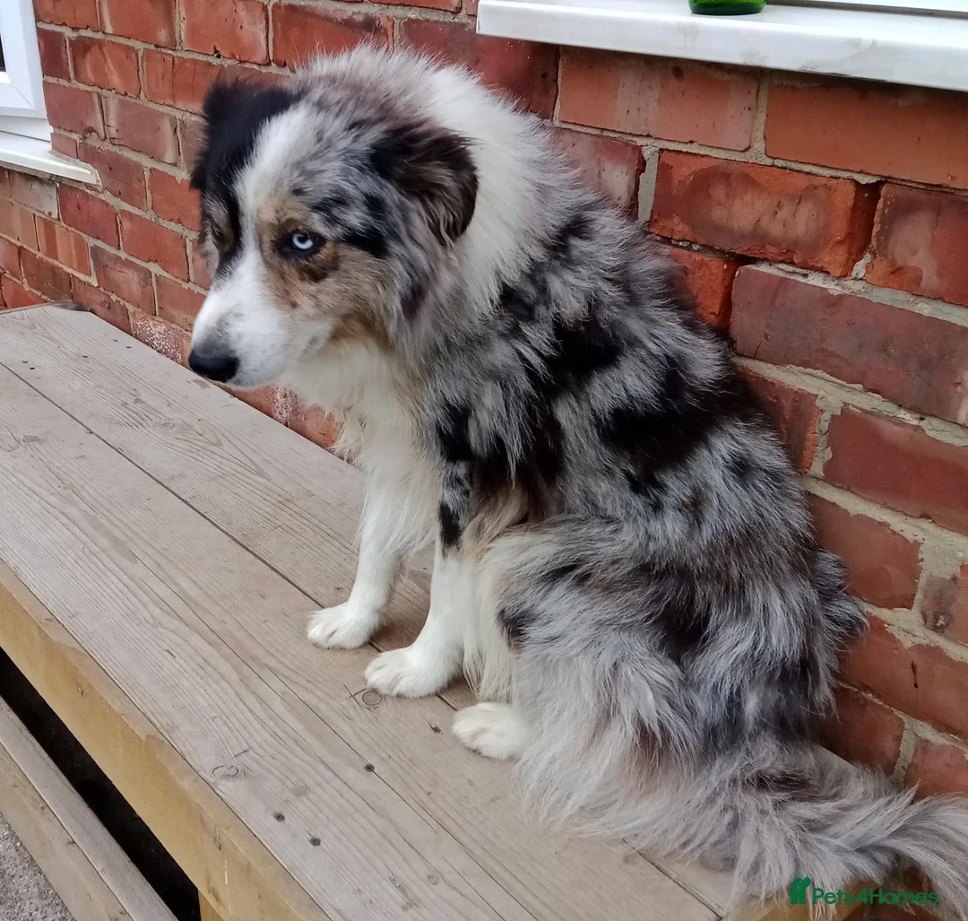 Border Collie dogs for sale: BORDER COLLIE PUPS in Durham - Advert 2