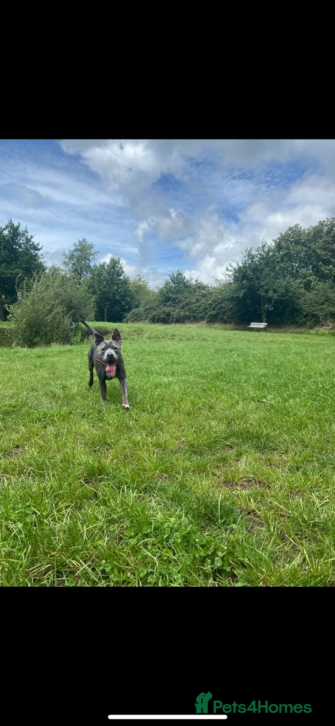 Mixed Breed dogs for sale: Blue staffy cross - Advert 2