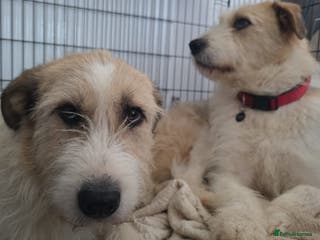 Mixed Breed dogs Hershey & Harley 💙 still Waiting - Advert 1