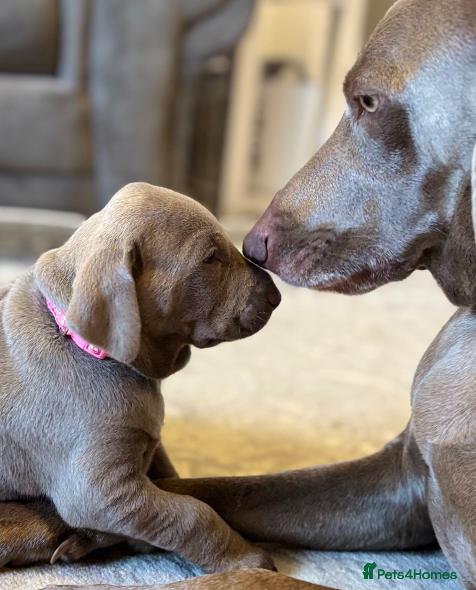 Mixed Breed dogs WEIM X DOBERMAN CHAMPION BLOODLINE PUPS - Advert 15