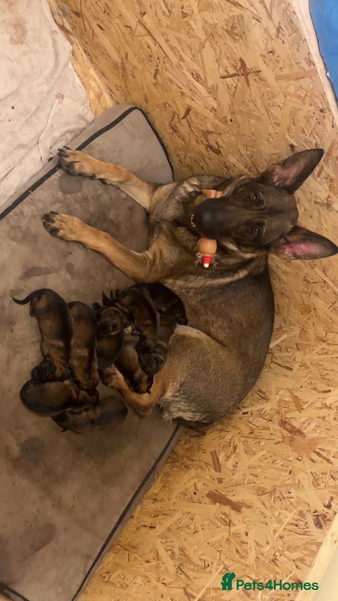 German Shepherd dogs for sale: 9 stunning German shepherd pups kc reg working lin in Southport - Advert 1