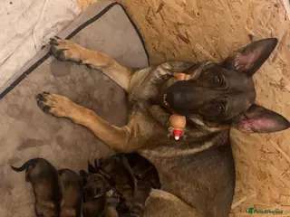 German Shepherd dogs 9 stunning German shepherd pups kc reg working lin - Advert 3