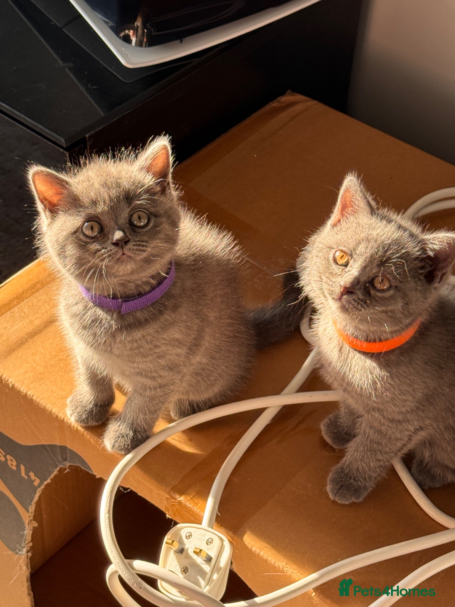 British Shorthair cats 🐾 5 Gorgeous Female British Shorthair Kittens 🐾 - Advert 1