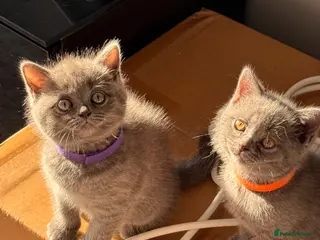 British Shorthair cats 🐾 5 Gorgeous Female British Shorthair Kittens 🐾 - Advert 1