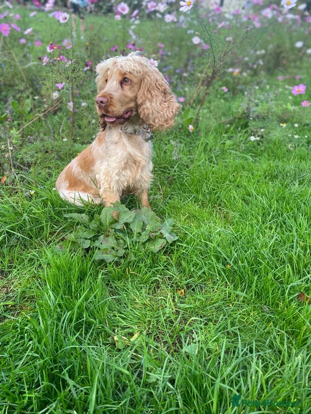 Cocker Spaniel dogs for sale: Show type cocker spaniel. Litter due 10/11/26  - Advert 2