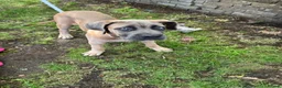 Mixed Breed dogs for sale: 🐶 BEAUTIFUL CANE CORSO x BANDOG FEMALE PUPPY 🐶 - Advert 3