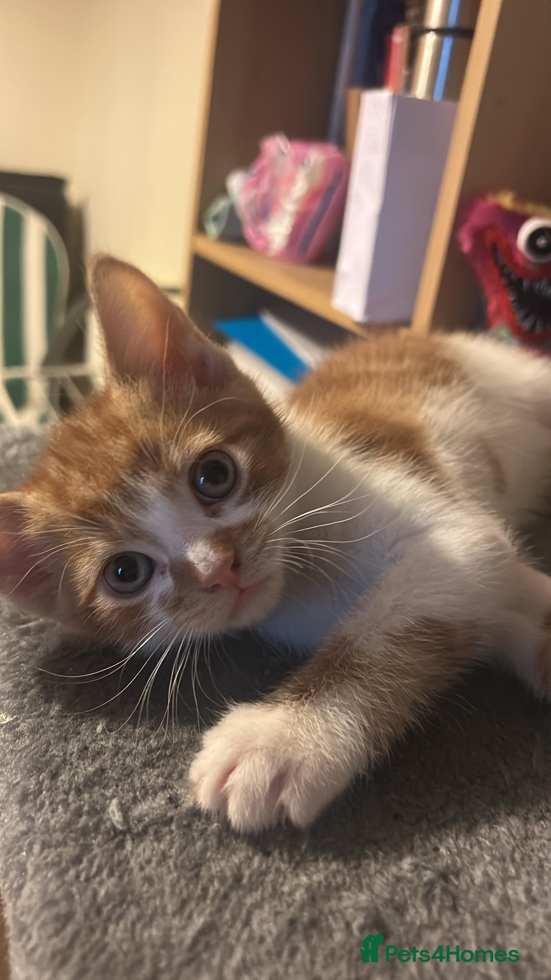 Mixed Breed cats for sale: Cute baby kittens - Advert 9