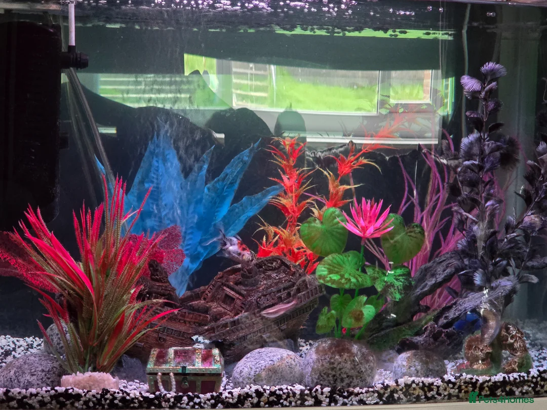 Fancy Goldfish fish for sale: Aqua one 64 liter tank with filter and fish - Advert 2