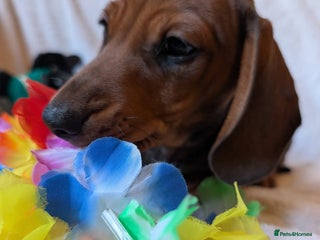 Miniature Dachshund dogs 2 beautiful miniature dacshund boys - Advert 5