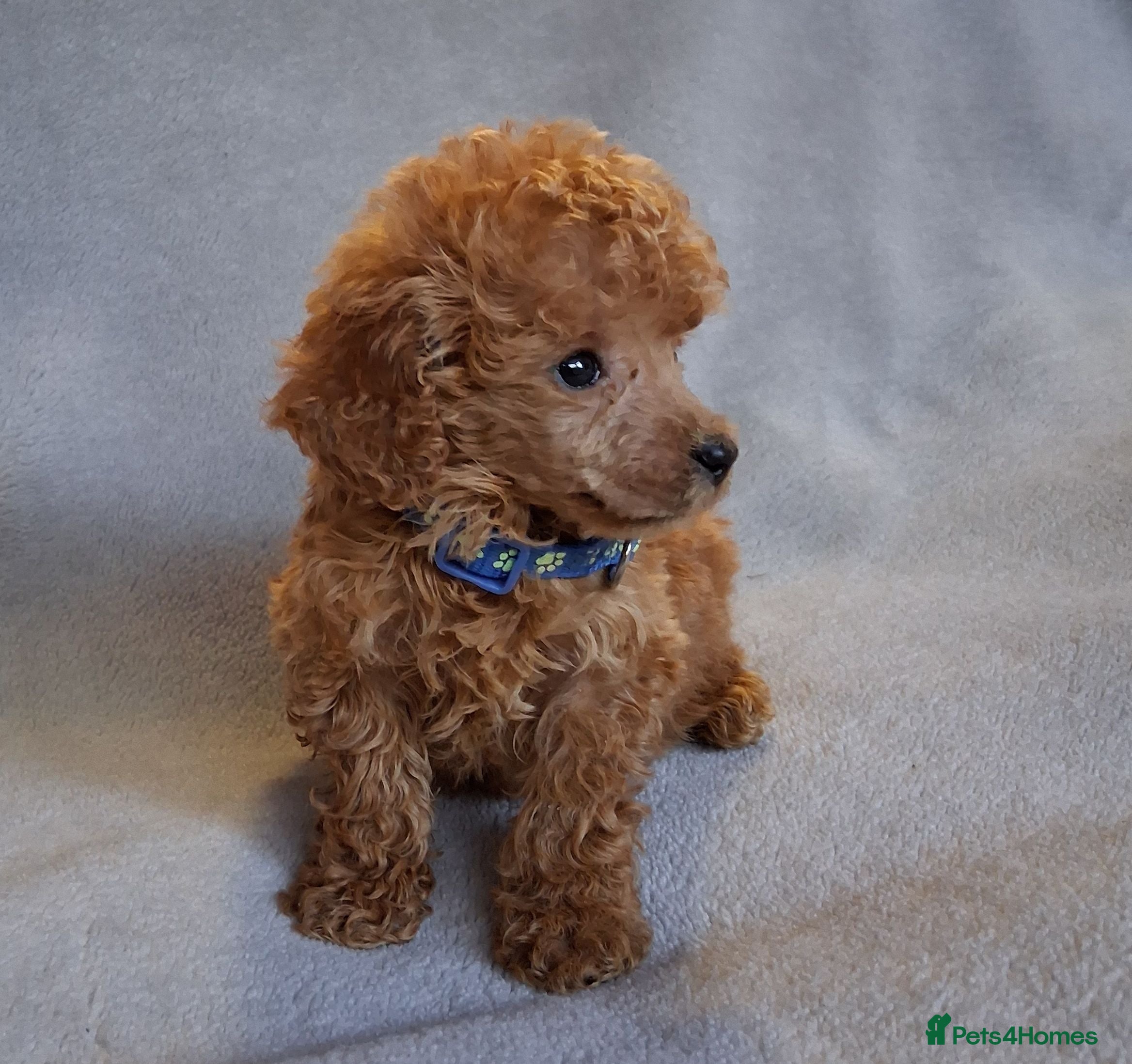 Toy Poodle dogs BEAUTIFUL LITTER OF POODLES..only 2 boys left - Advert 15