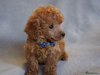 Toy Poodle dogs BEAUTIFUL LITTER OF POODLES..only 2 boys left - Advert 1