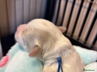 Maltipoo dogs 💞 F1b Toy Maltipoo puppies 💙 - Advert 8