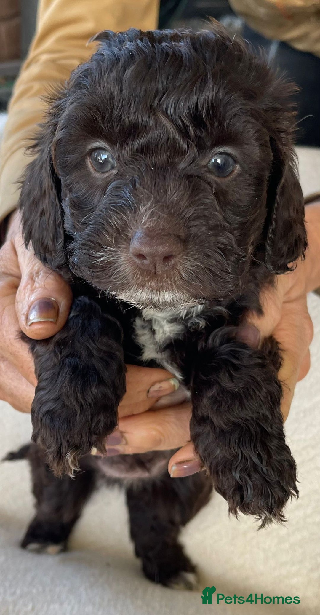 Cockapoo dogs for sale: Toy cockerpoo puppies  - Advert 2