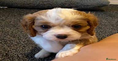 Cavalier King Charles Spaniel dogs - Advert 1