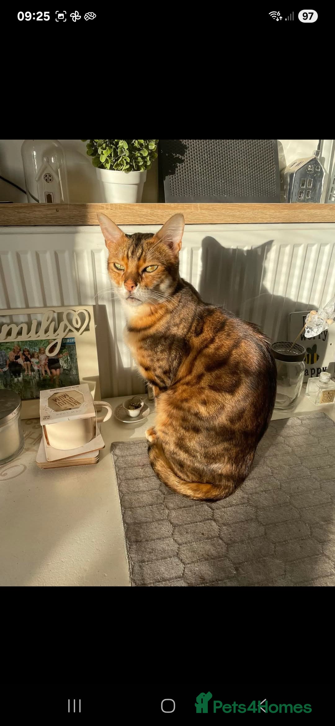 Bengal cats for sale: Male bengal  - Image 2