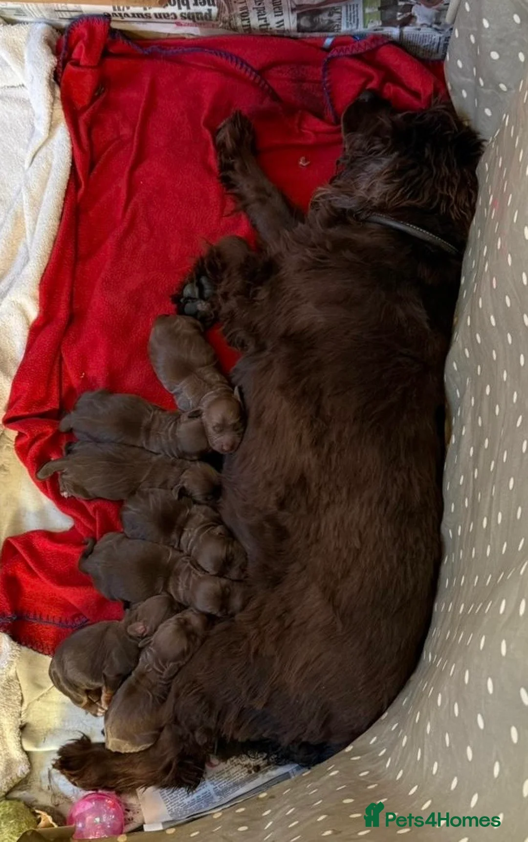 Cocker Spaniel dogs for sale: Beautiful Cocker Spaniel Puppies  - Advert 6