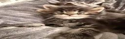 Maine Coon cats for sale: Maine Coon Kittens  - Advert 15