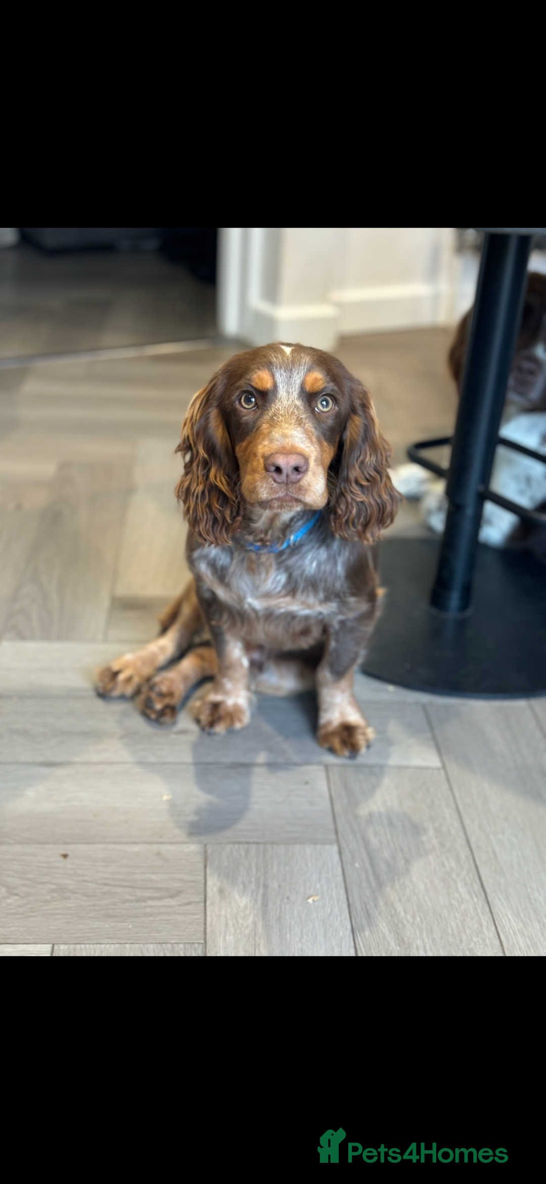Cocker Spaniel dogs for sale: 10 month old male cocker in High Wycombe - Advert 4